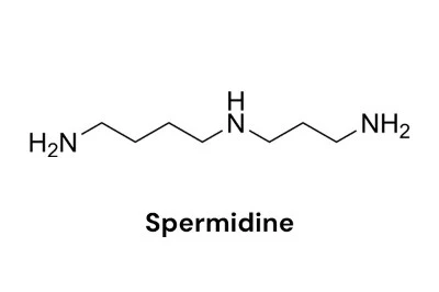 Spermidine Spermidine